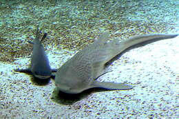 Image of zebra sharks