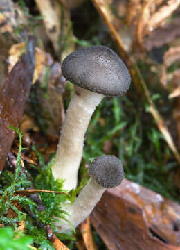 Image of Armillaria hinnulea Kile & Watling 1983