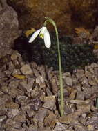 Image of Queen Olga's Snowdrop