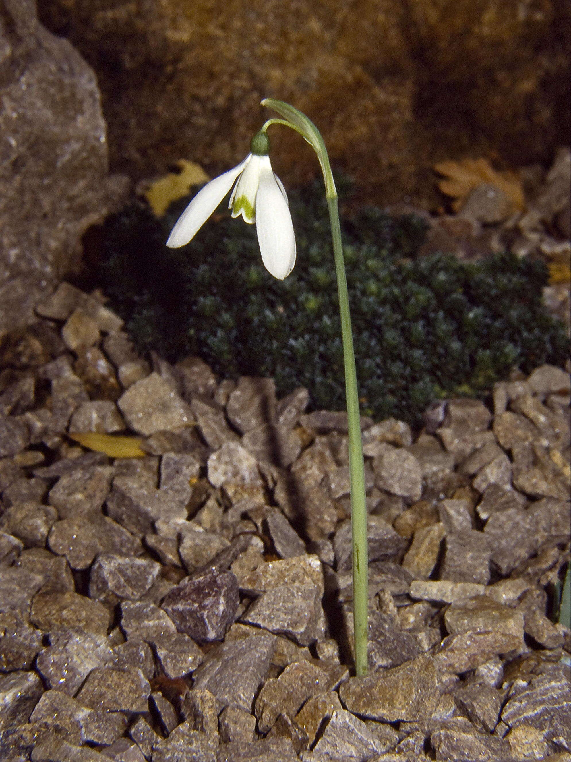 Image of Queen Olga's Snowdrop