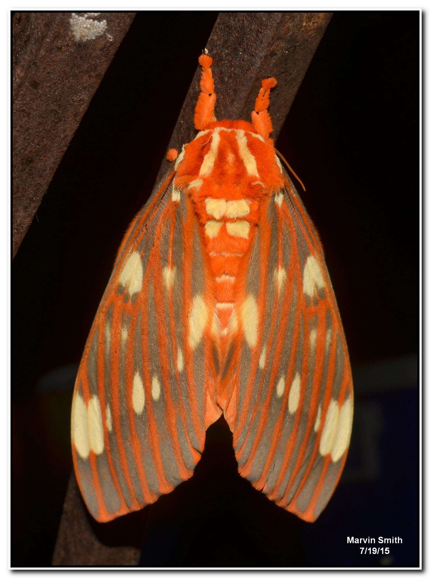 Image of Regal Moth