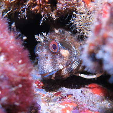 Image of Tompot Blenny