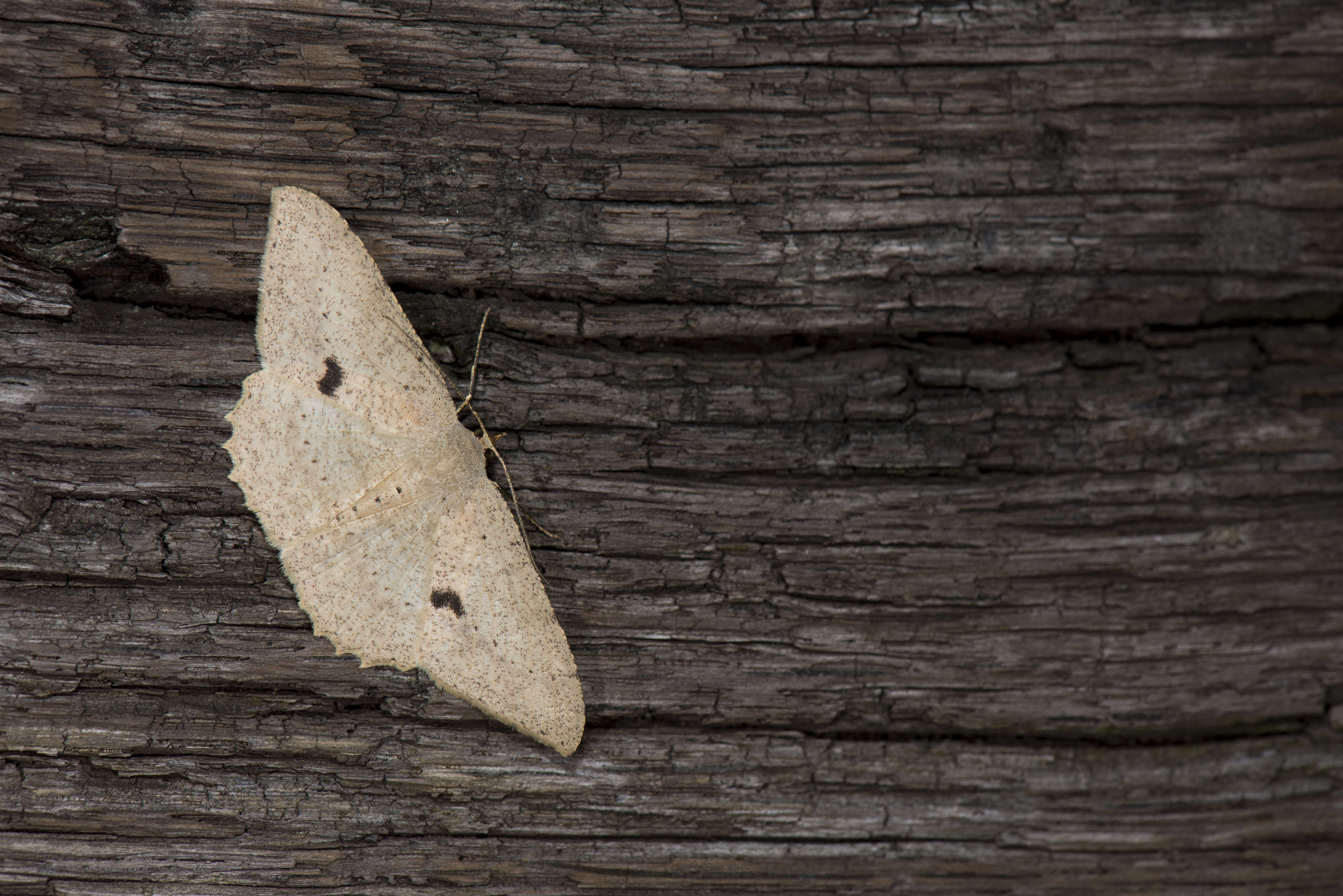 Image of Luxiaria mitorrhaphes Prout 1925