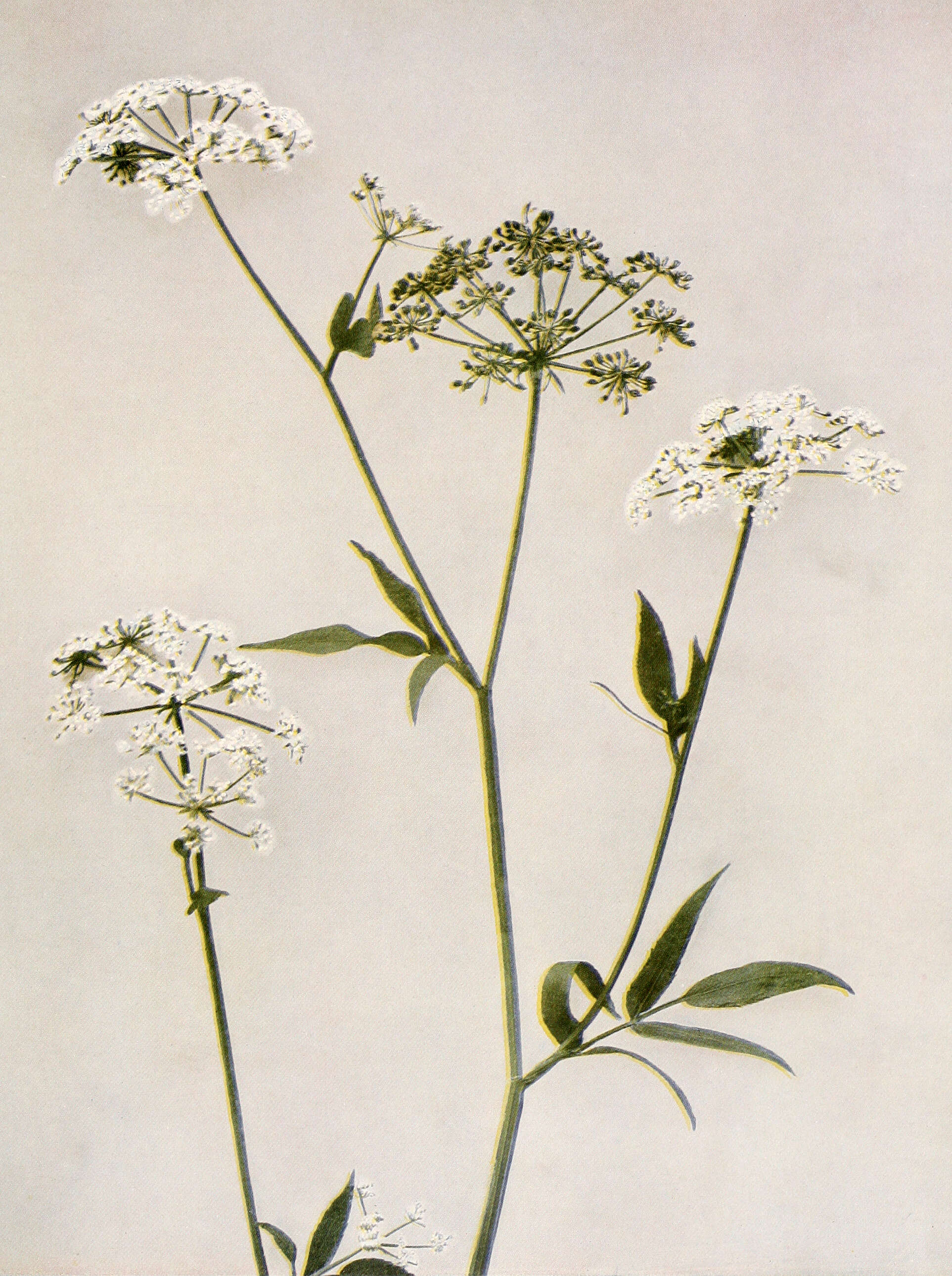 Image of hemlock waterparsnip