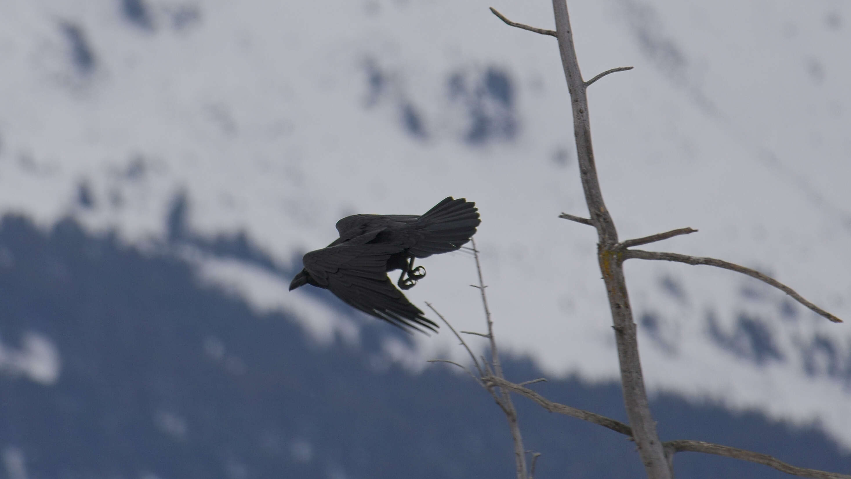 Image of Northern Raven