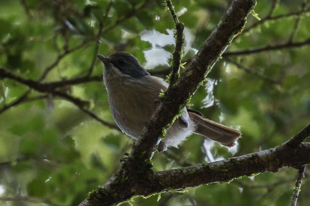 Image of Brown Creeper