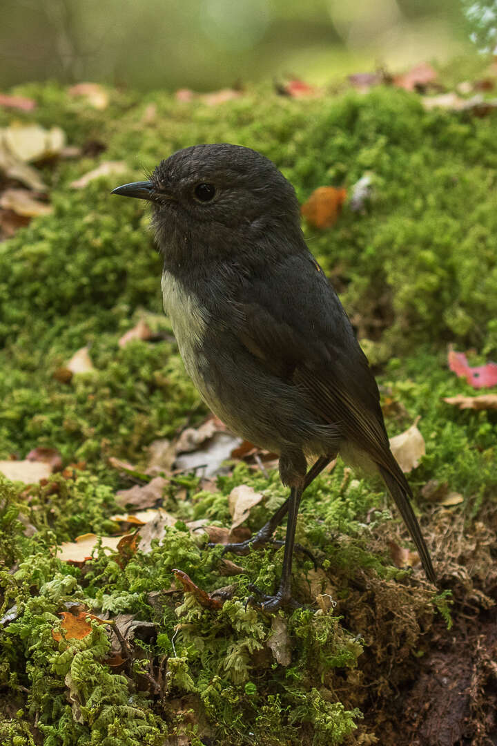 Image of New Zealand Robin