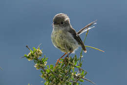 Image of New Zealand Tomtit