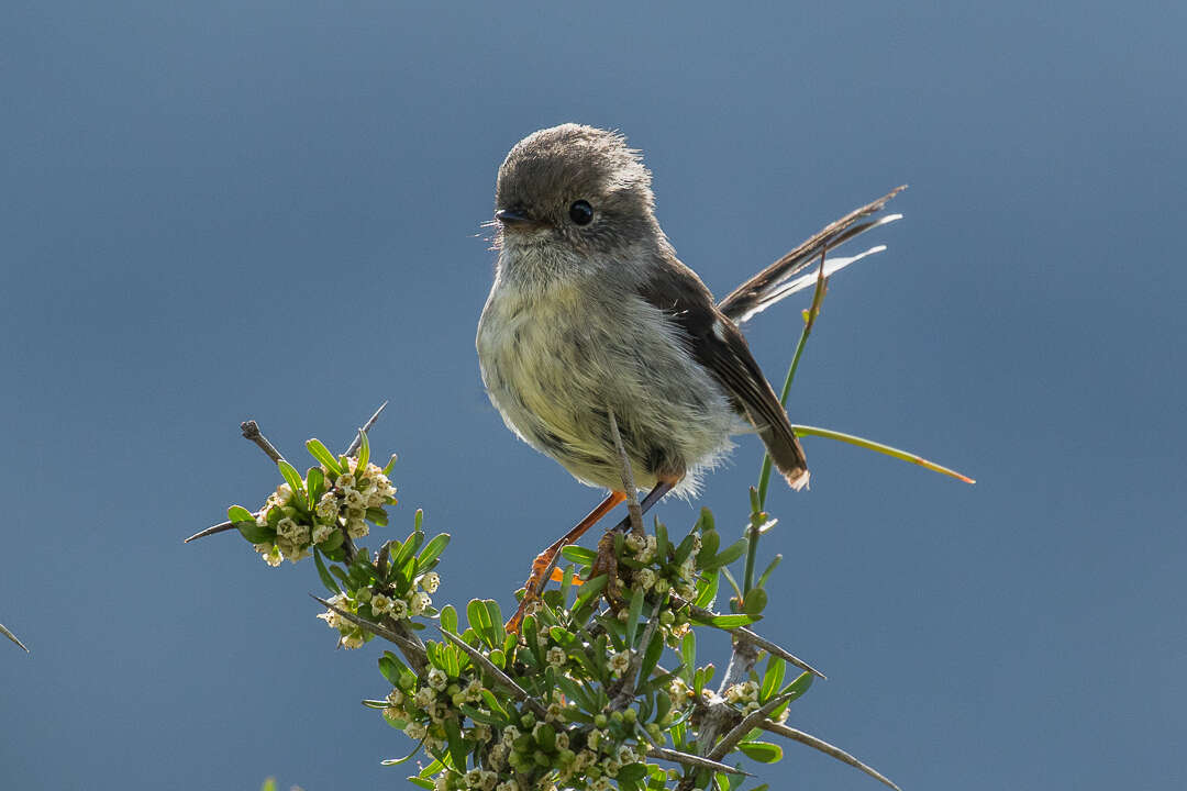 Image of New Zealand Tomtit