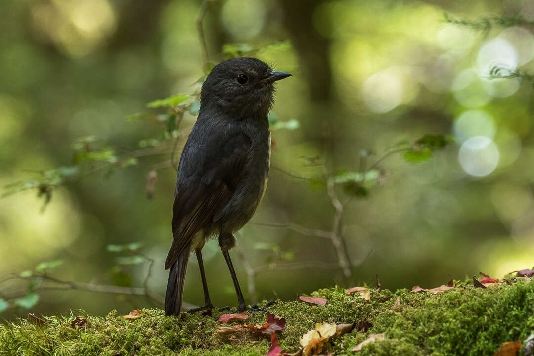 Image of New Zealand Robin