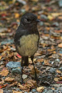 Image of New Zealand Robin