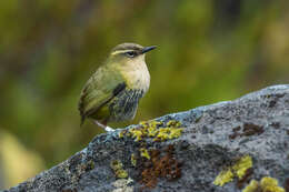 Image of New Zealand Wrens