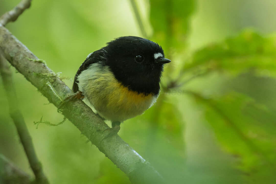 Image of New Zealand Tomtit