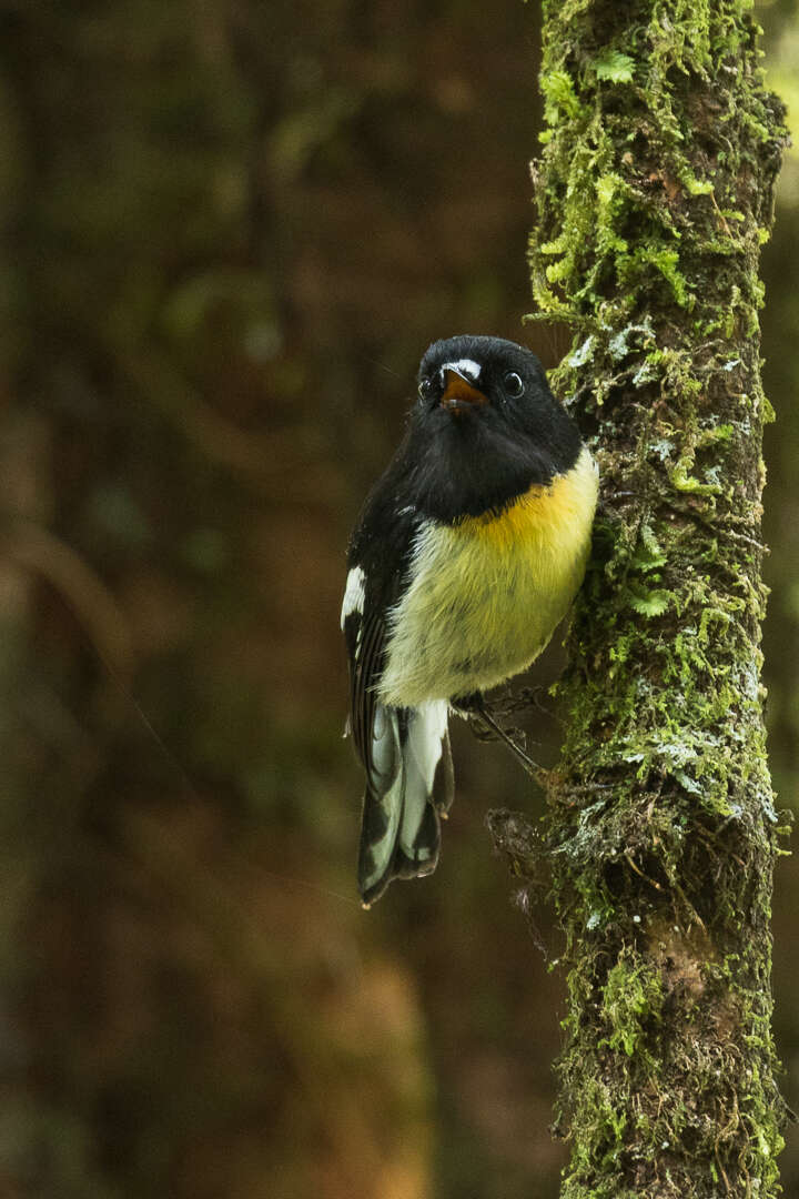 Image of New Zealand Tomtit