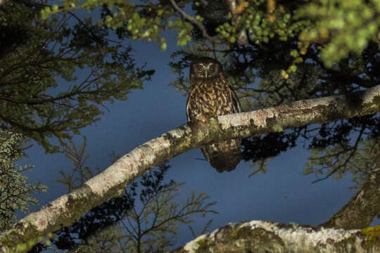 Image of Morepork