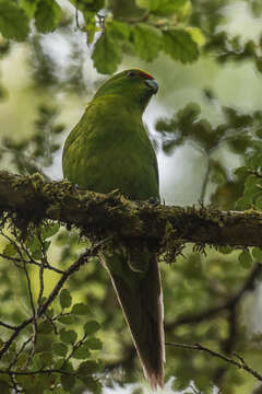 Image of Yellow-crowned Kakariki