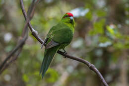 Image of Red-crowned Parakeet