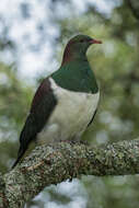 Image of Kererū