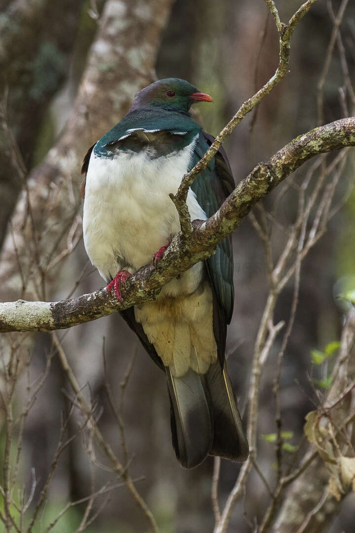 Image of Kererū