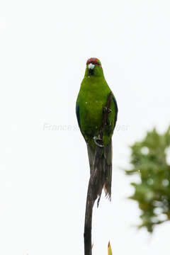 Image of Red-crowned Parakeet