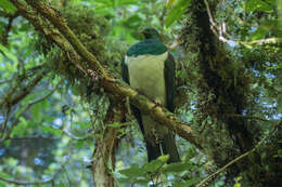 Image of Kererū