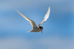 Image of Fairy Tern