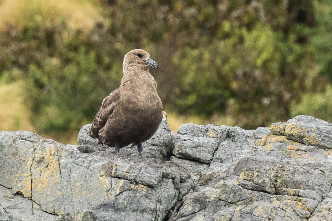 Image of Brown Skua