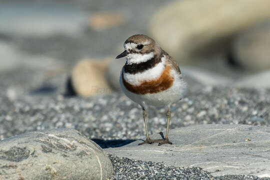 Charadrius bicinctus Jardine & Selby 1827 resmi