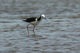 Image of Pied Stilt