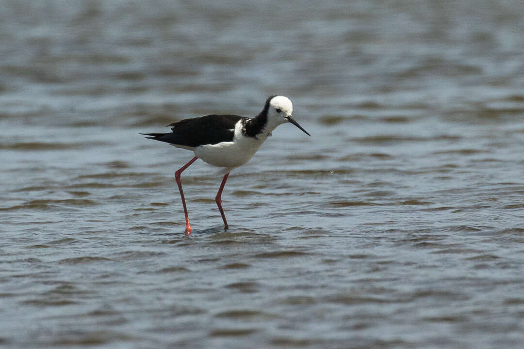 Image of Pied Stilt