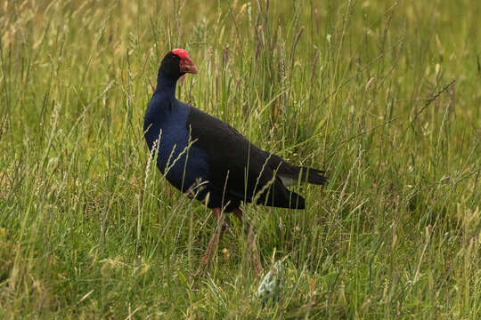 Image of Australasian Swamphen