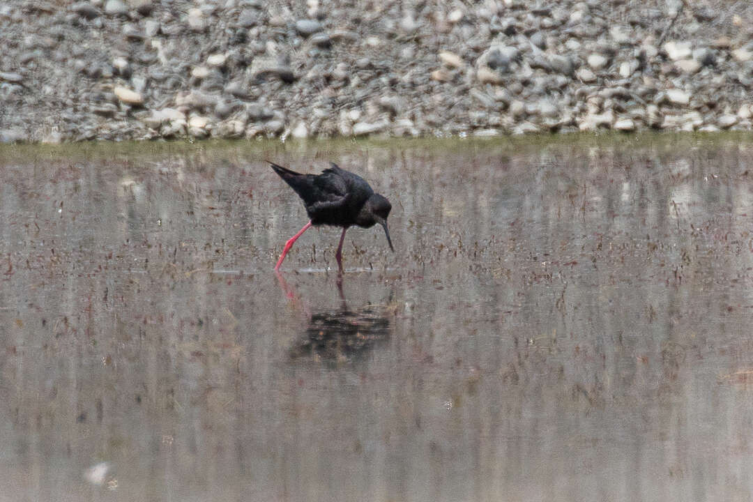 Image of Black Stilt