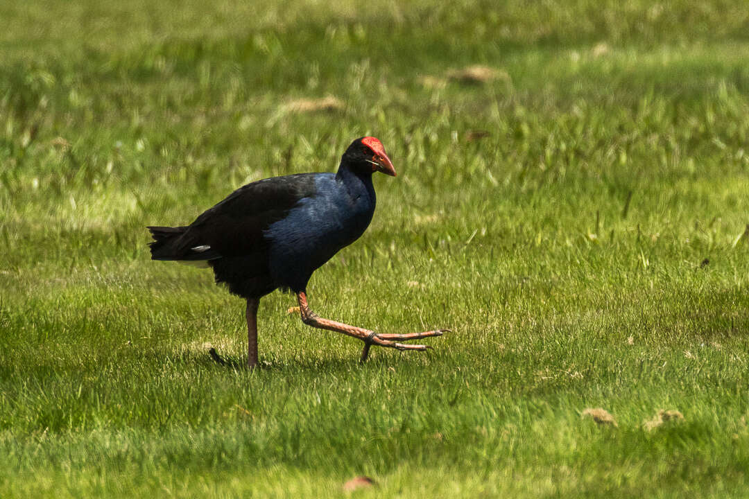 Image of Australasian Swamphen