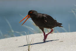 Image of Variable Oystercatcher