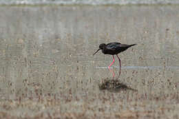 Image of Black Stilt