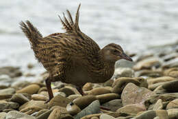 Image of Weka