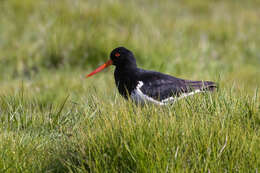 Image of South Island Oystercatcher