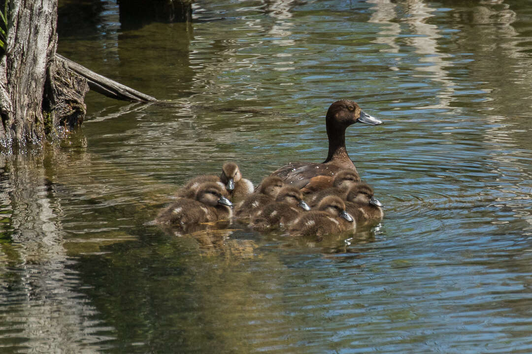 Image of New Zealand Scaup