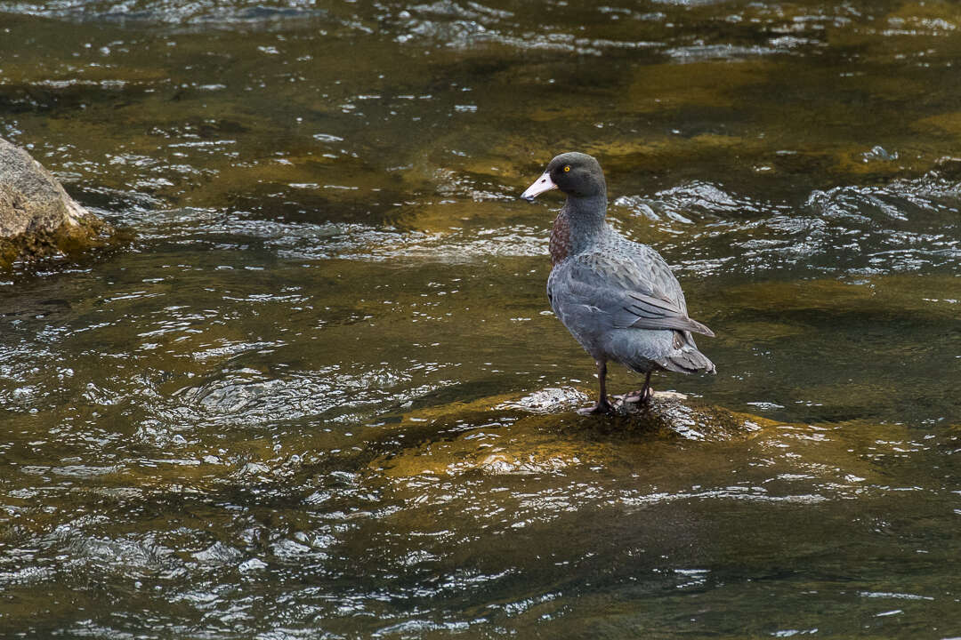 Image of Blue Duck