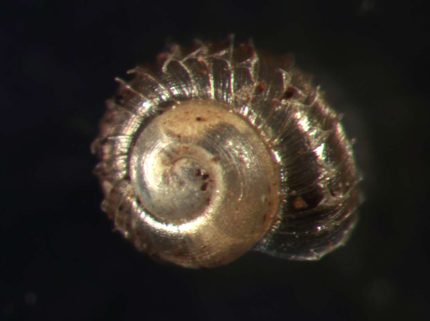 Image of Acanthinula H. Beck 1847