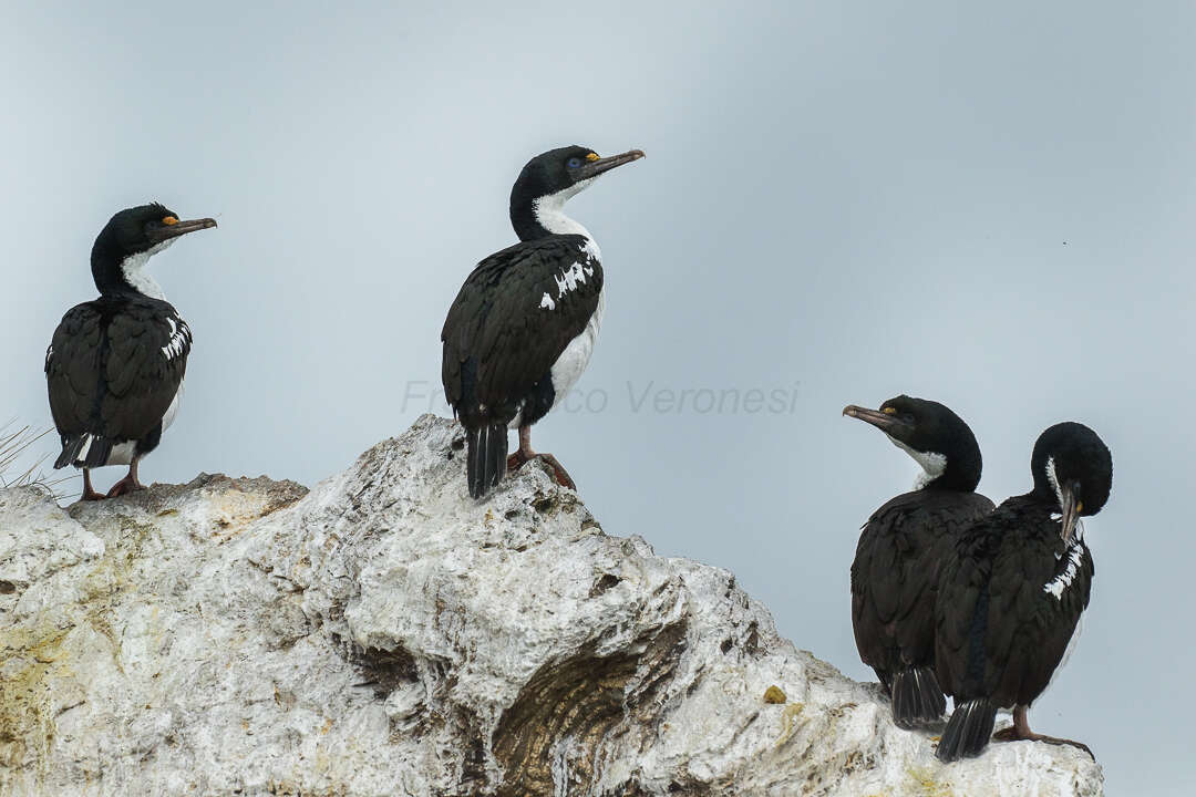 Plancia ëd Leucocarbo carunculatus (Gmelin & JF 1789)