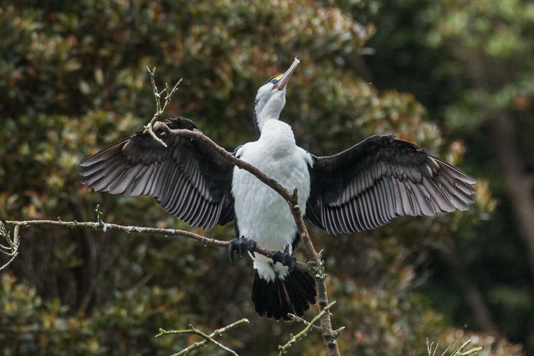 Image of Australian Pied Cormorant