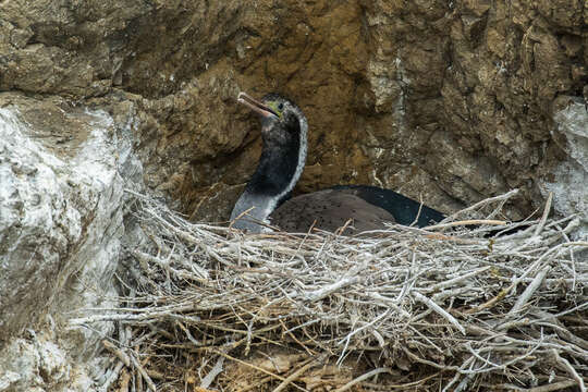 Image of Spotted Shag