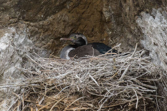 Image of Spotted Shag