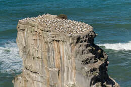 Image of Australasian Gannet