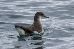 Image of Fluttering Shearwater