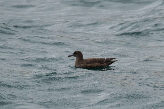 Image of Sooty Shearwater