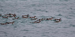 Image of Fluttering Shearwater