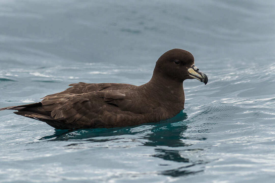 Image of Westland Black Petrel