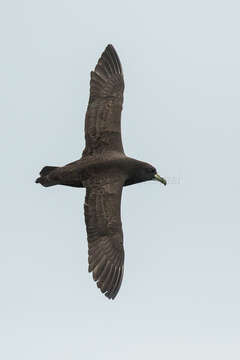 Image of White-chinned Petrel